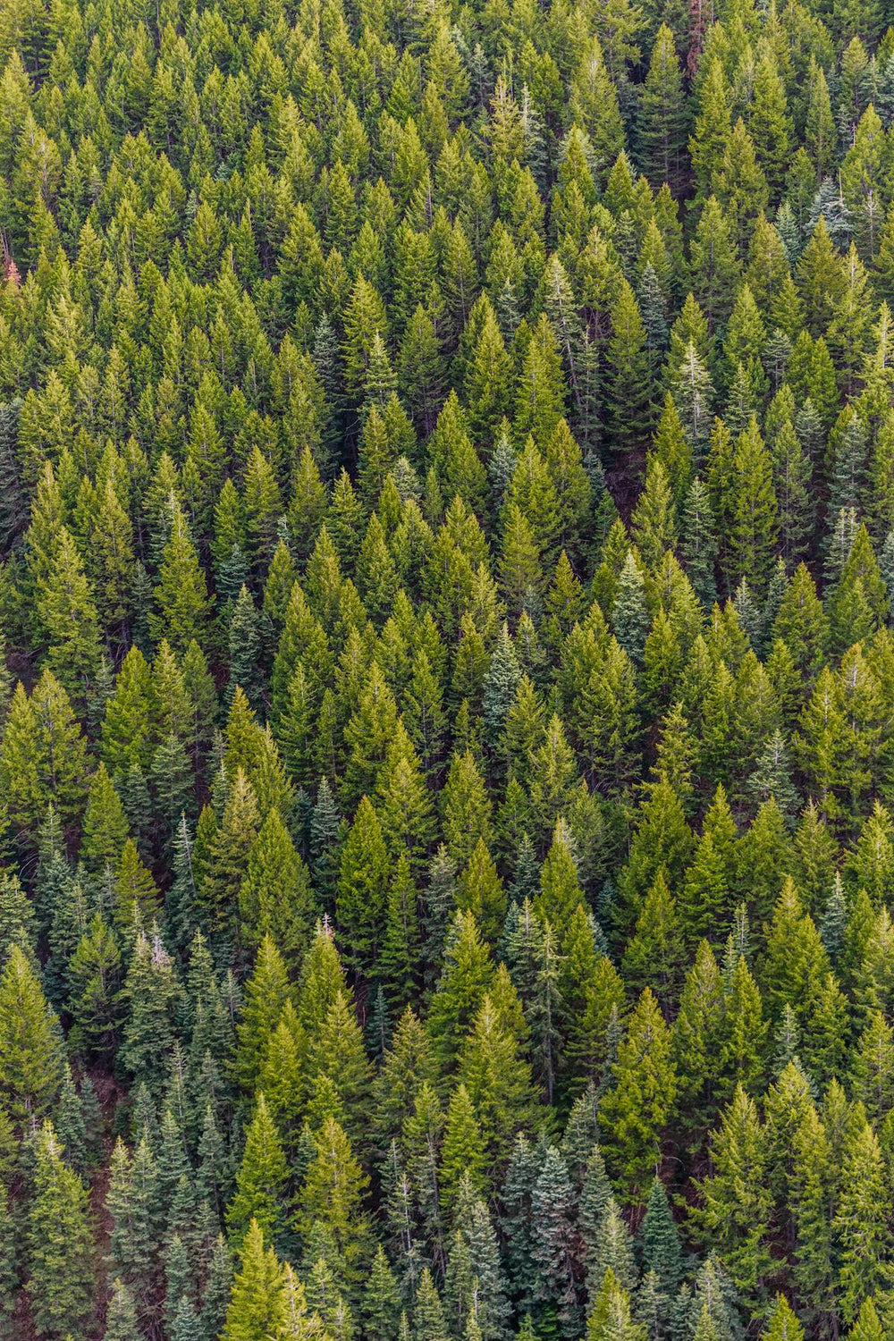 What Science Is Finally Learning from Indigenous Ecological Knowledge