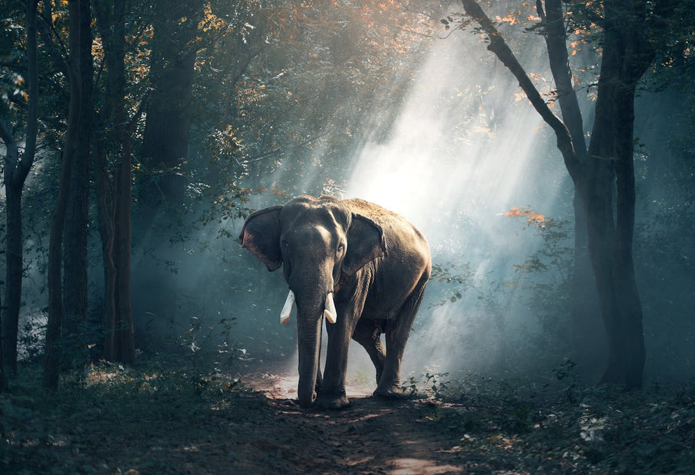The Amazon Has Lost 17% of Its Cover. Here Is What That Number Actually Means.