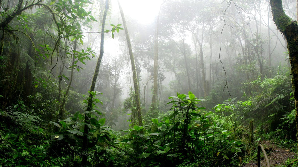 The Yawanawá: 10,000 Years of Guardianship in the Amazon